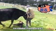 牛的搞笑视频